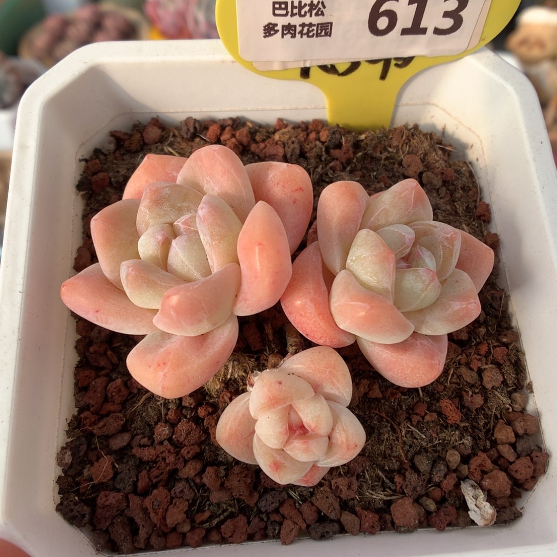 613奶油冰玉多肉植物