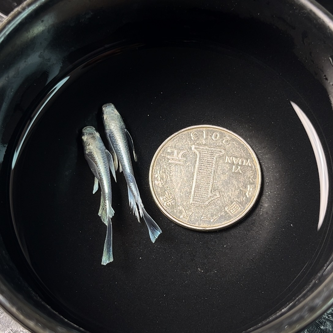 青鳉鱼长鳍天使两条11号