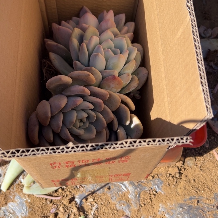 小***头地栽瑕疵奥普琳娜杆子有洞（不售后）