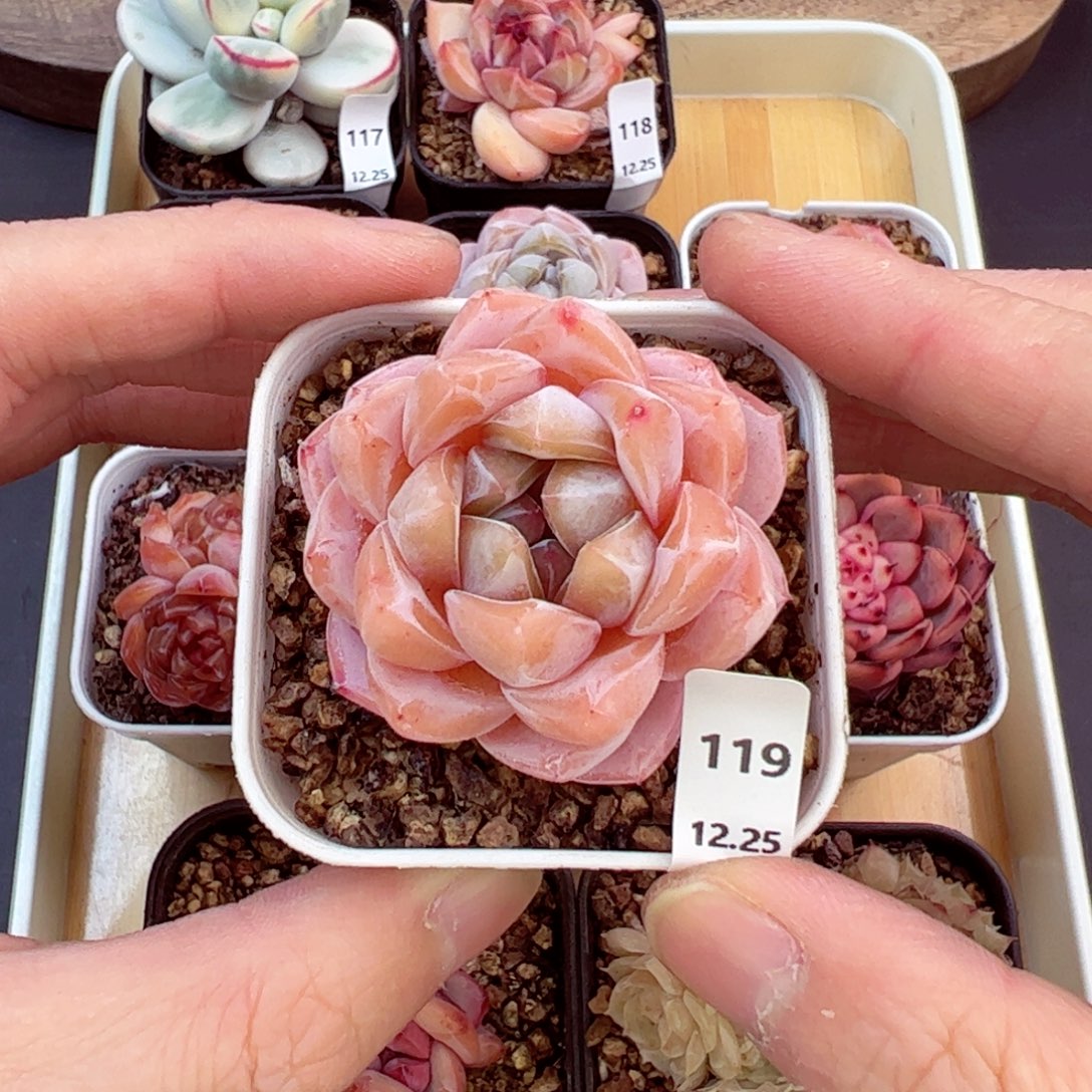 好好看119、哈哈哈哈