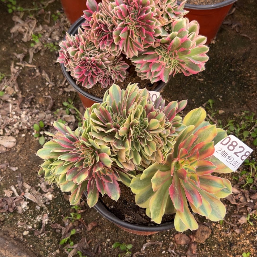 828多肉  2颗缀不包断头