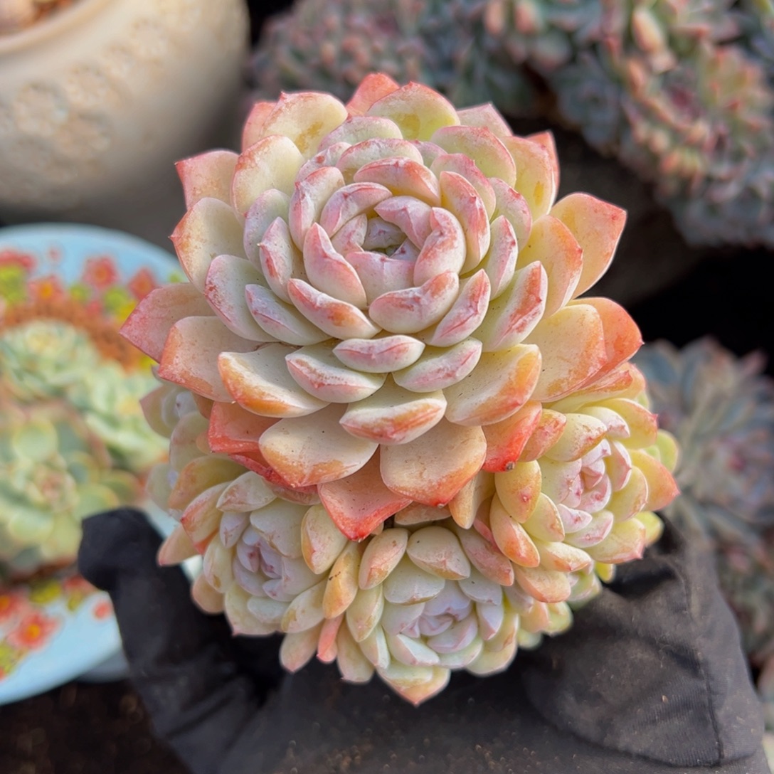 恩宠自然群生13头