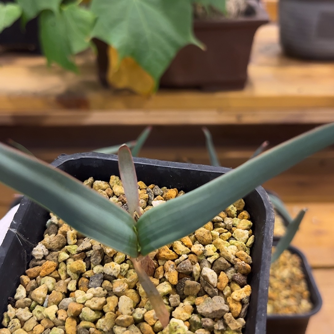 汤圆植物8百岁兰漂亮