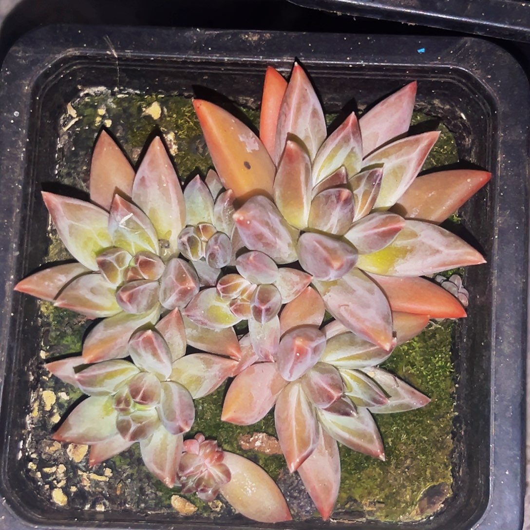 桔云多肉美人精品系列