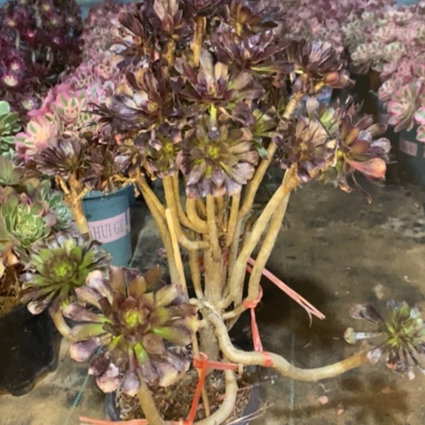 黑法妖桩6多肉植物法师