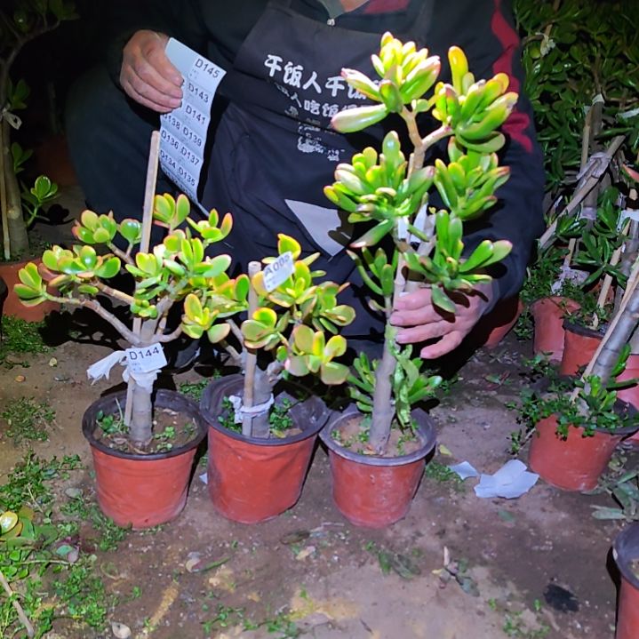 筝***儿黄金花月，黄金吸财树，144 005 003