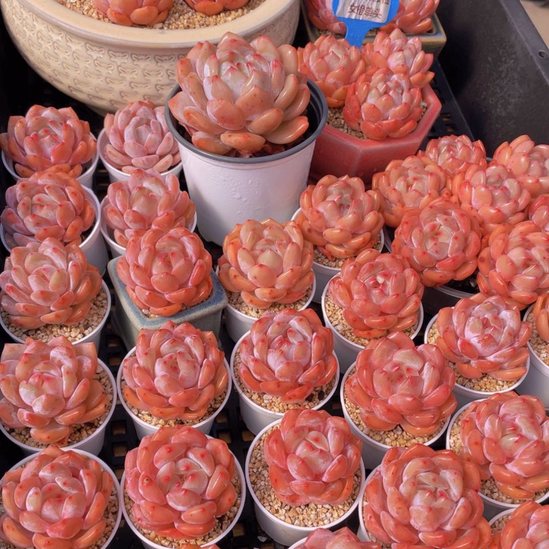 量拍66号 果冻韩版仙女橙单头5个