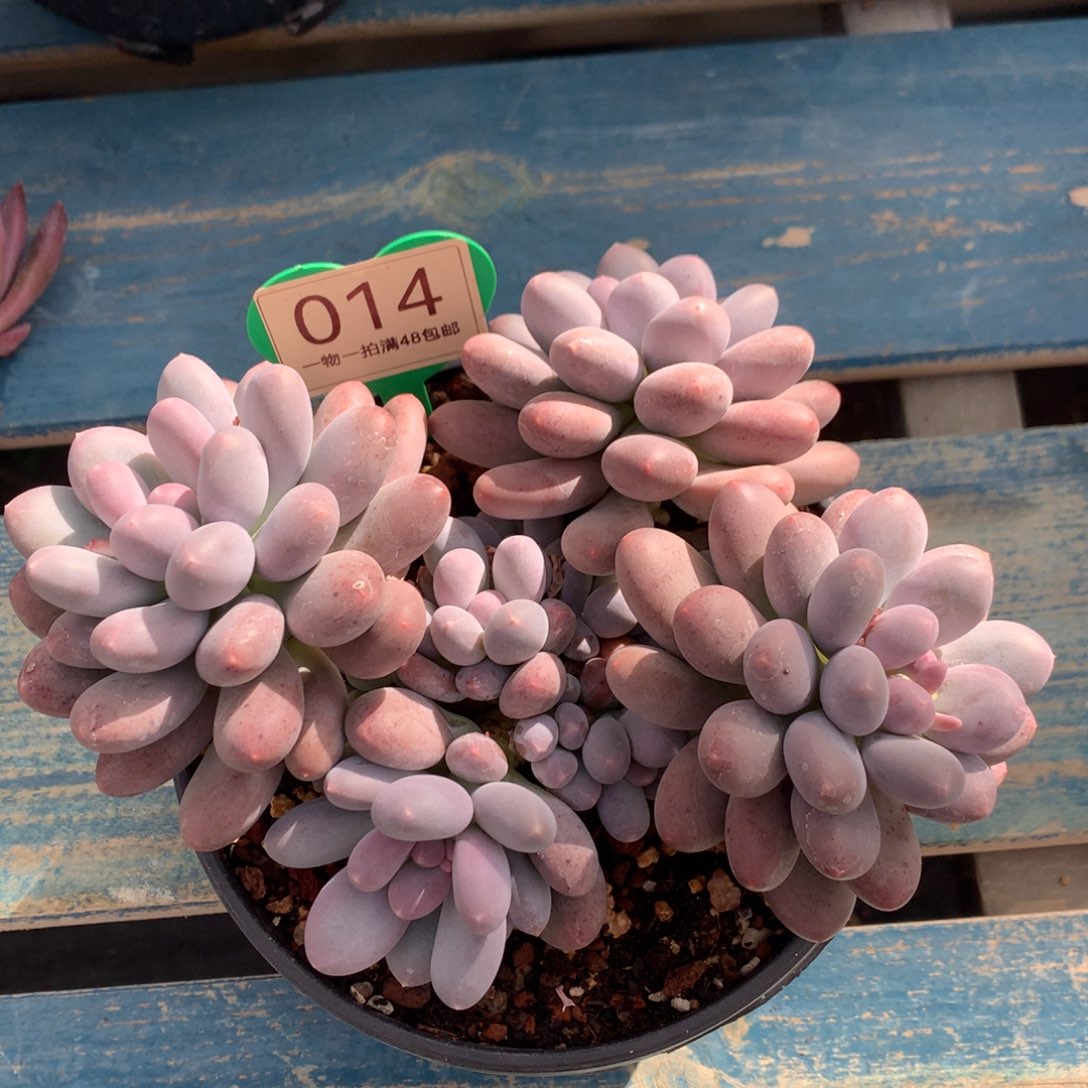 橙光奶无砍老桩014