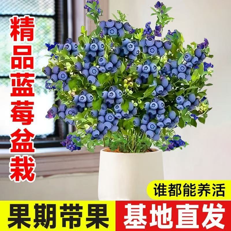 精品蓝莓树露天果苗带果带土可盆栽地栽南北方种植庭院阳台适用