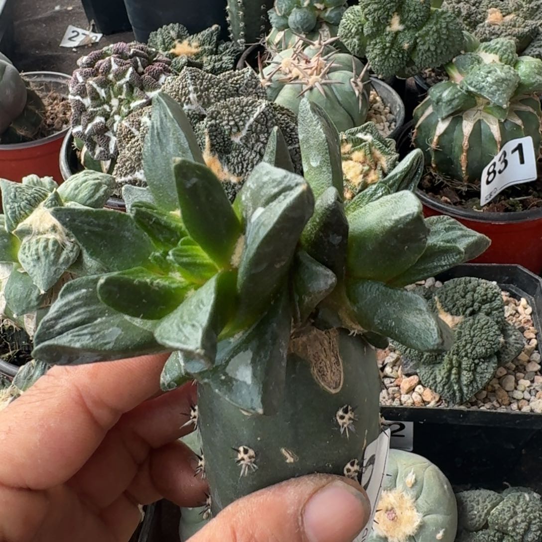 【闪购商品】双头超大尤龙角170