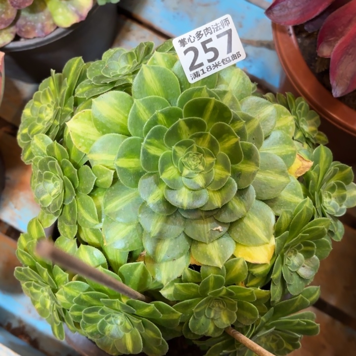 257翡翠琉璃掌心多肉法师锦不包侧枝断