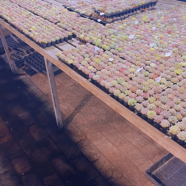 混合品种50颗带盘土