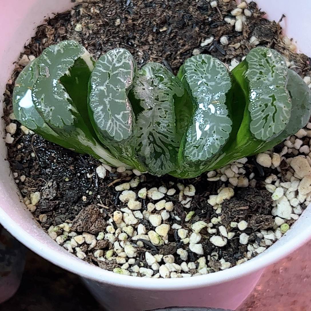 玄武十二卷多肉植物