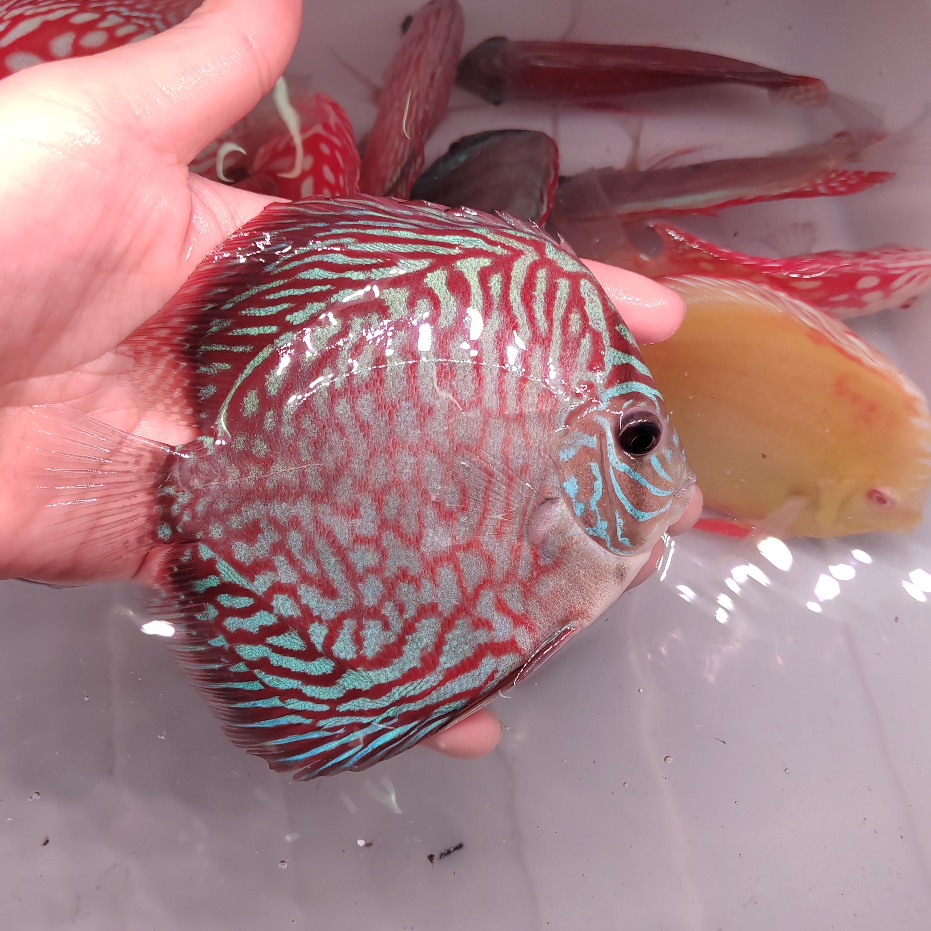 七彩神仙鱼热带观赏鱼多种品种活体淡水虎纹松大鱼