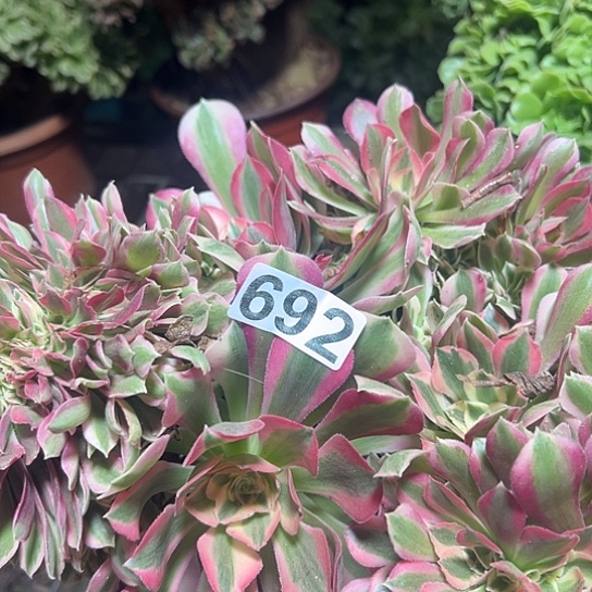 n***a多肉植物一个女巫692