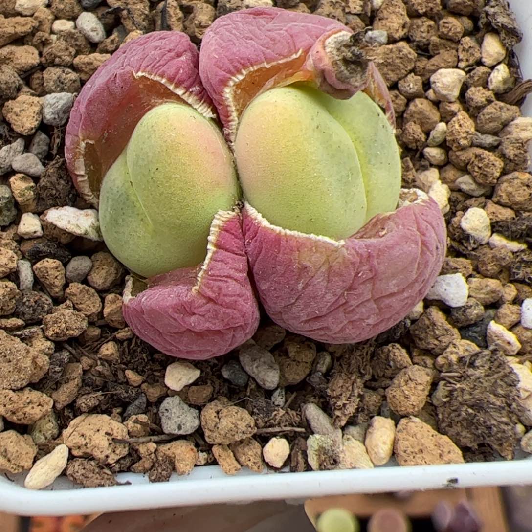 0188号 崔光多肉植物