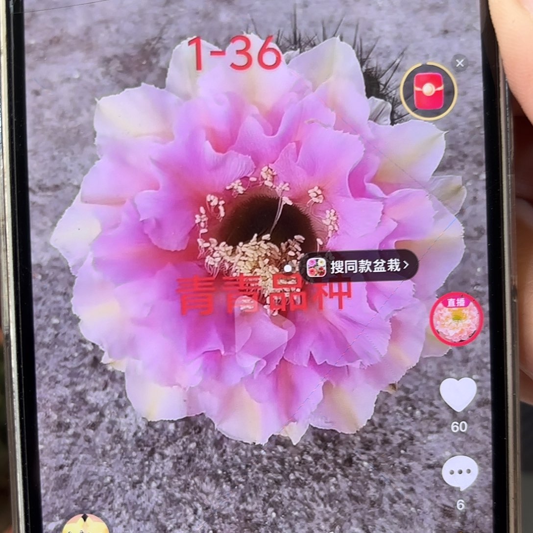 彩草1-36号8公分左右
