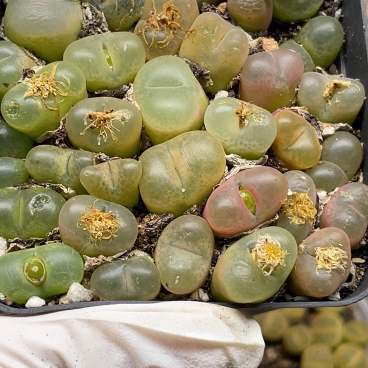 798毛汗尼llllllllll