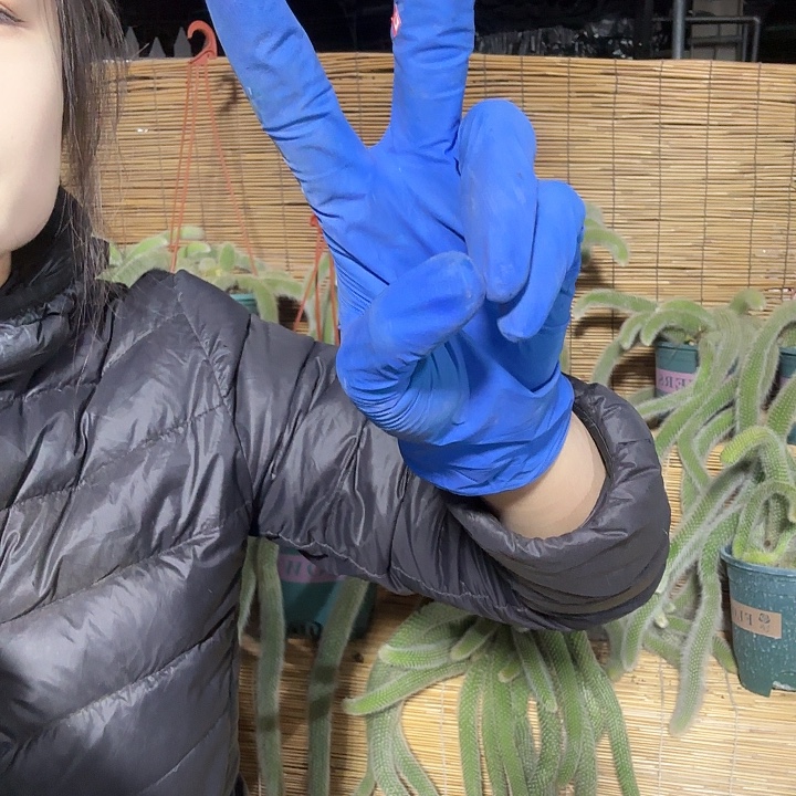 10枝/扎hhhhhhhhgghhhh