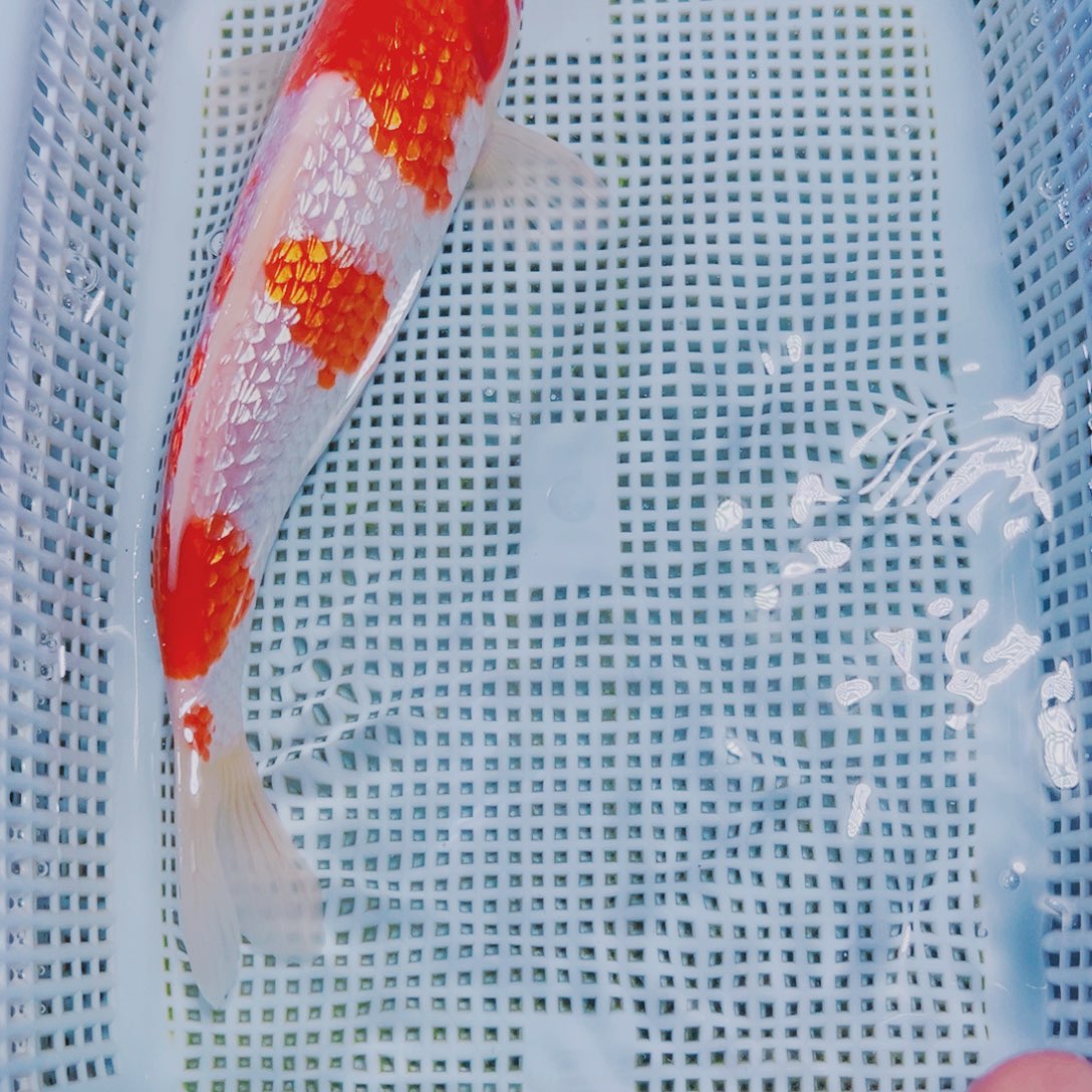 海水鱼锦鲤观赏鱼189