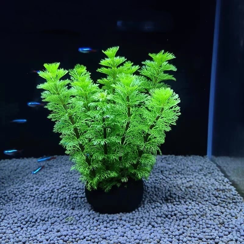 小宝塔坨草新手懒人入门鱼缸造景活体植物净化水质