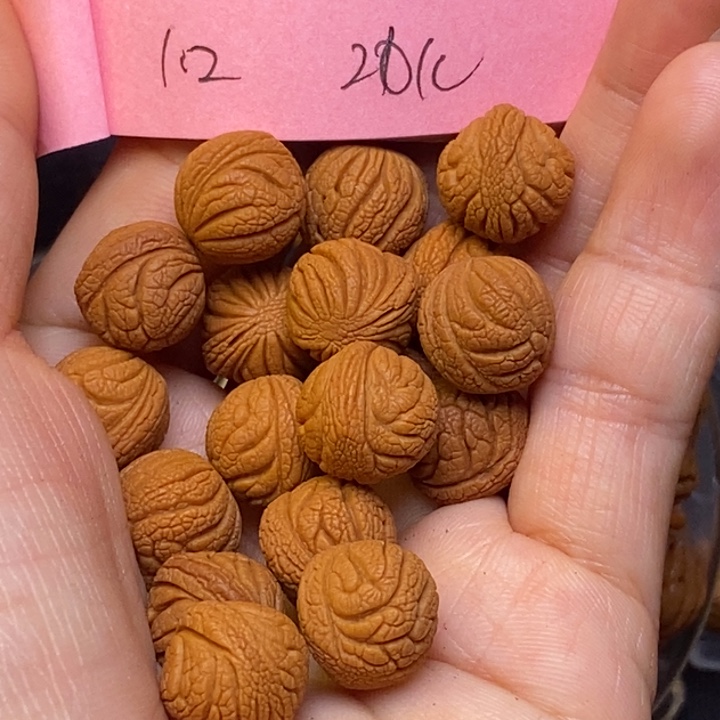 吊坠桃核秦岭龙纹12尺寸