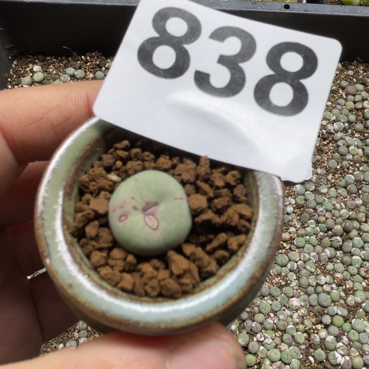 金***莉完全开放838小红嘴带盆lllllll