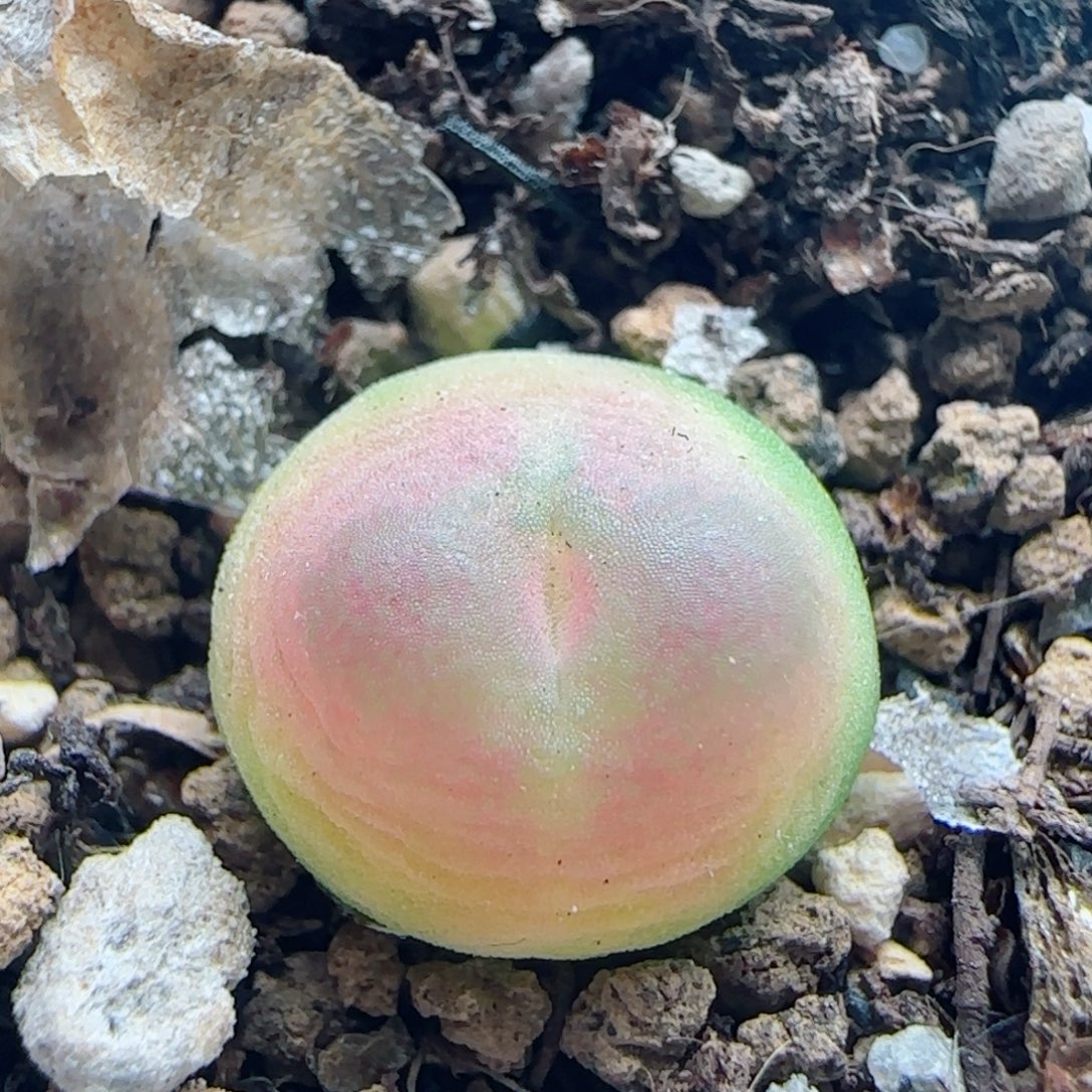 0880/尺寸1.0/三年半登登/