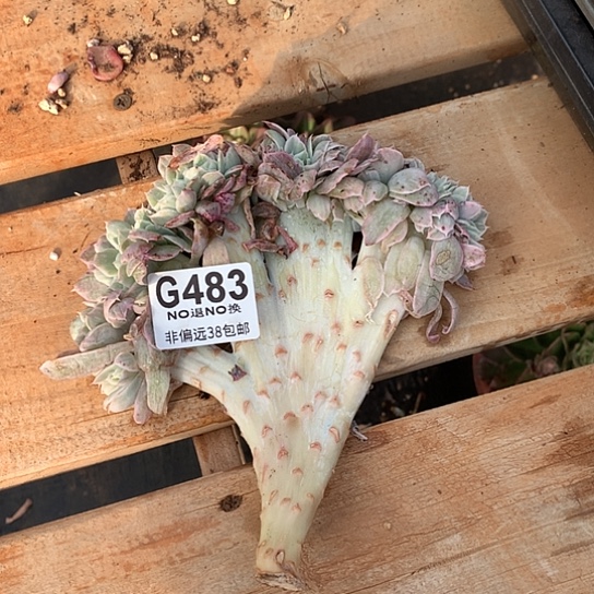 原始伯克利锦缀化483 全场默认微瑕7-8天发货