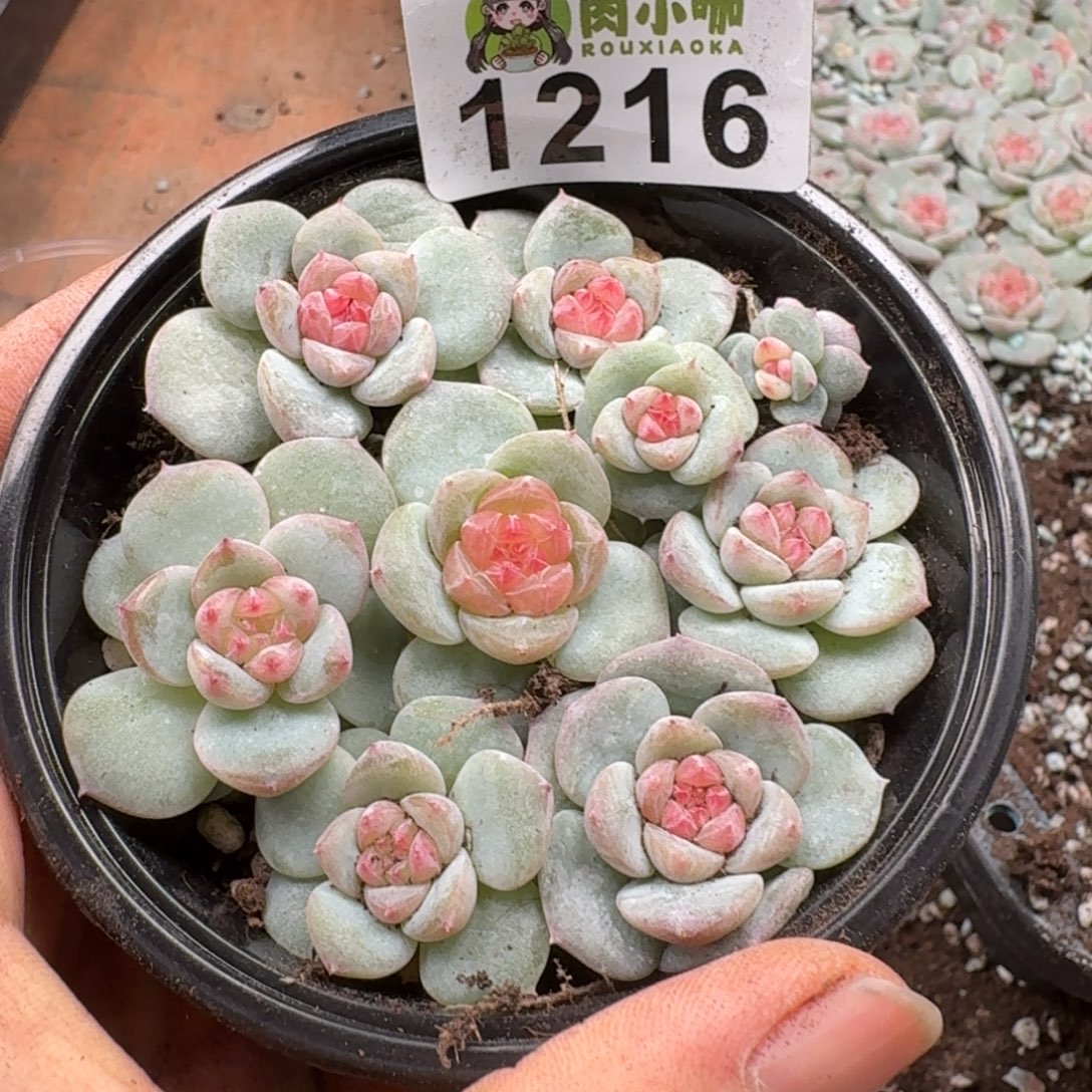 多肉植物多肉植物