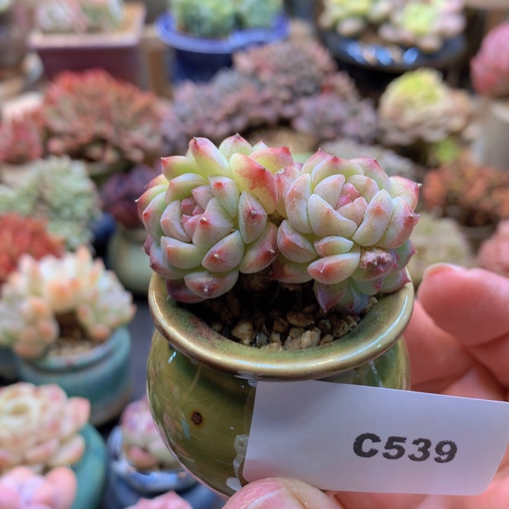 一物一拍含盆土满38包邮C539