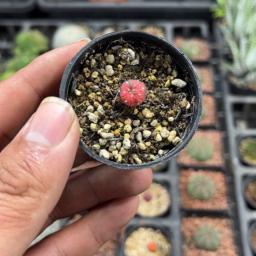 糖果兜单头发货单头发