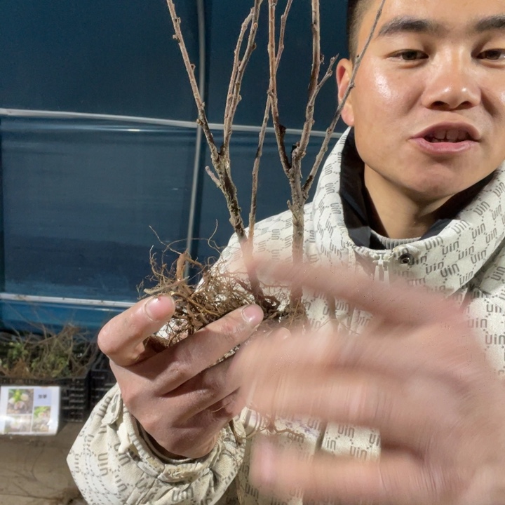 司牡丹海棠花一颗苗