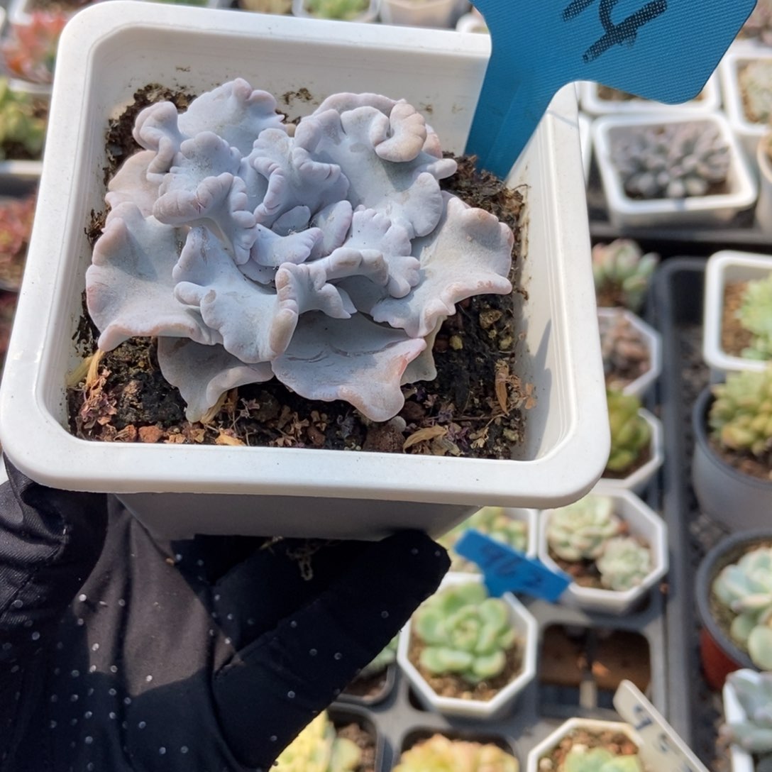 094白饺子多肉植物保护