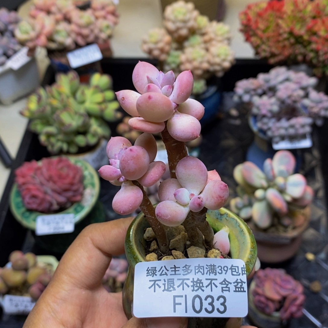 033苹果奶四代多肉4cm