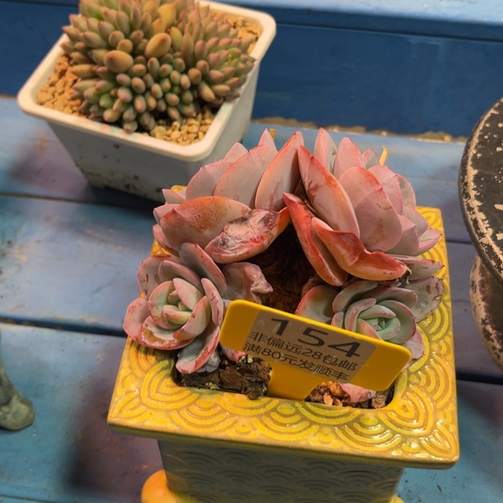 就***星大154；hffchvggvbb