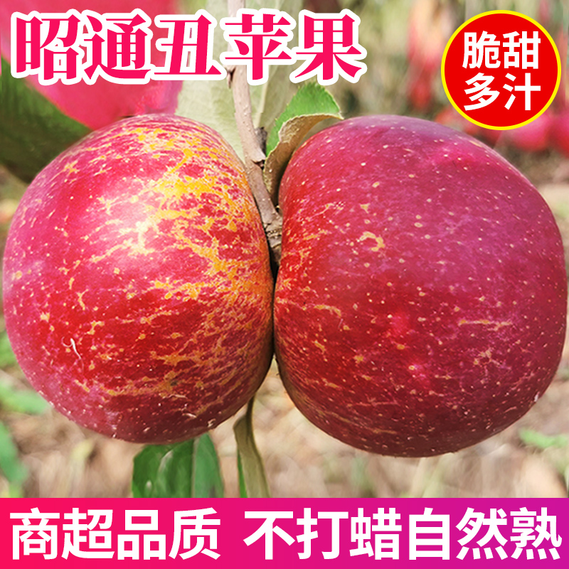 琛陌云南昭通冰糖心丑苹果新鲜现摘脆甜多汁高原果园水果