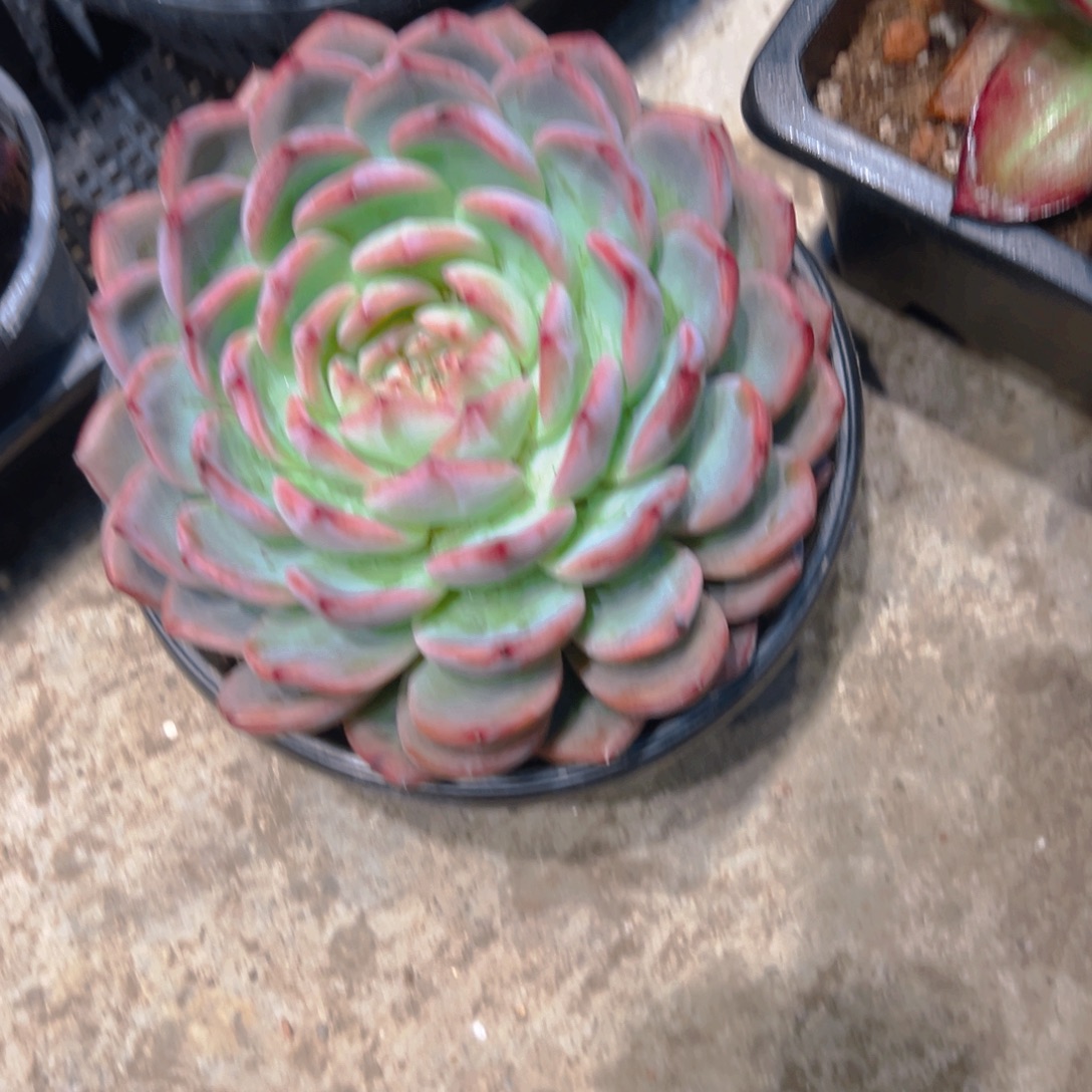 鱊***流红栾多肉2445678889988655