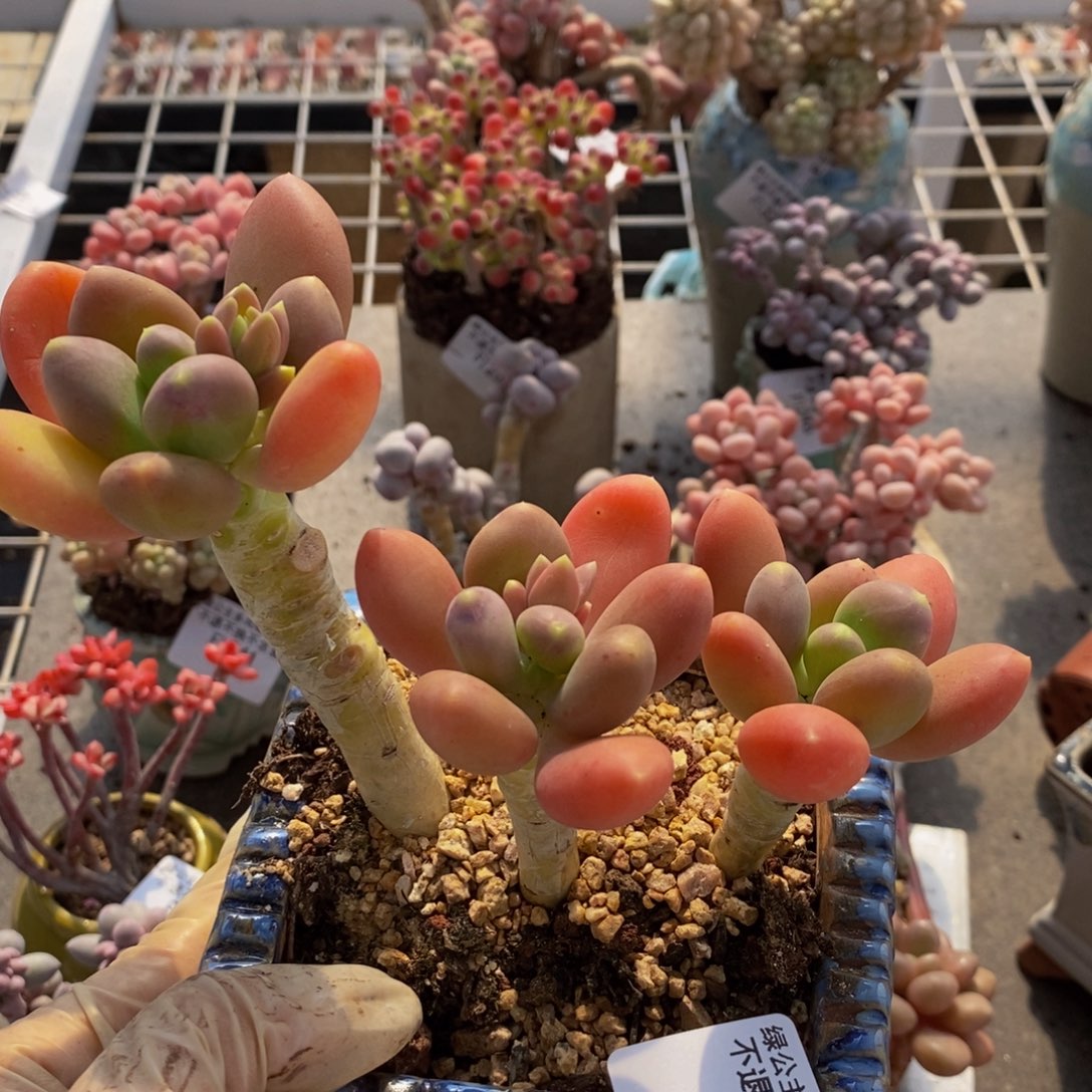 金蟾335/12cm多肉