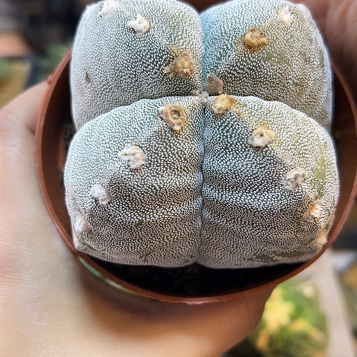 晚10号4角银沙鸾凤玉9.3公分