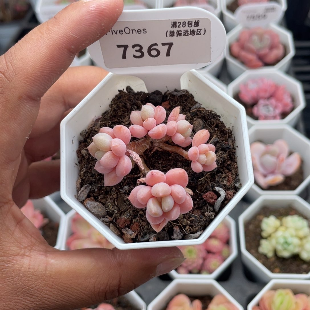 7367粉桃花4.0厘米