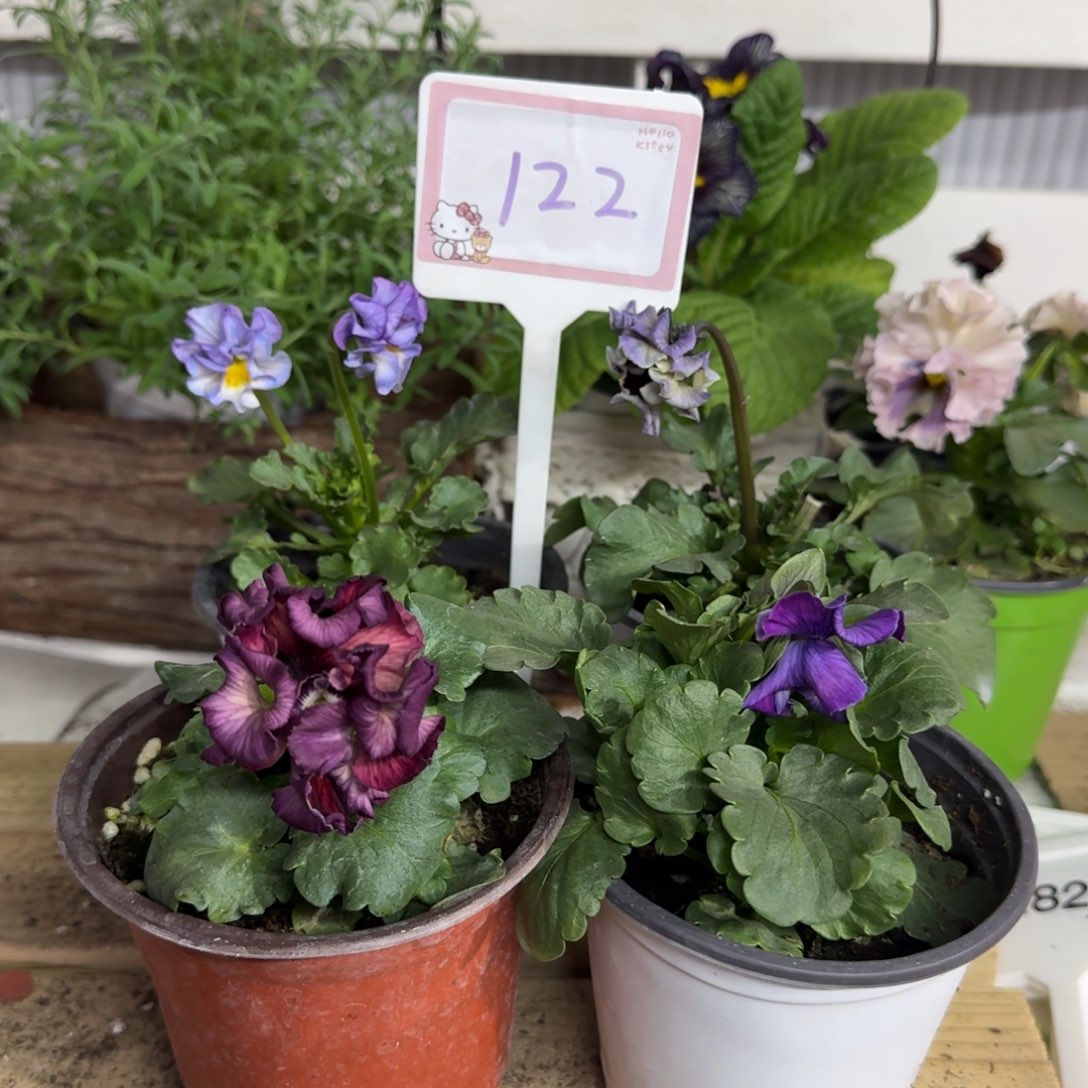 全部花朵1208 组合122号