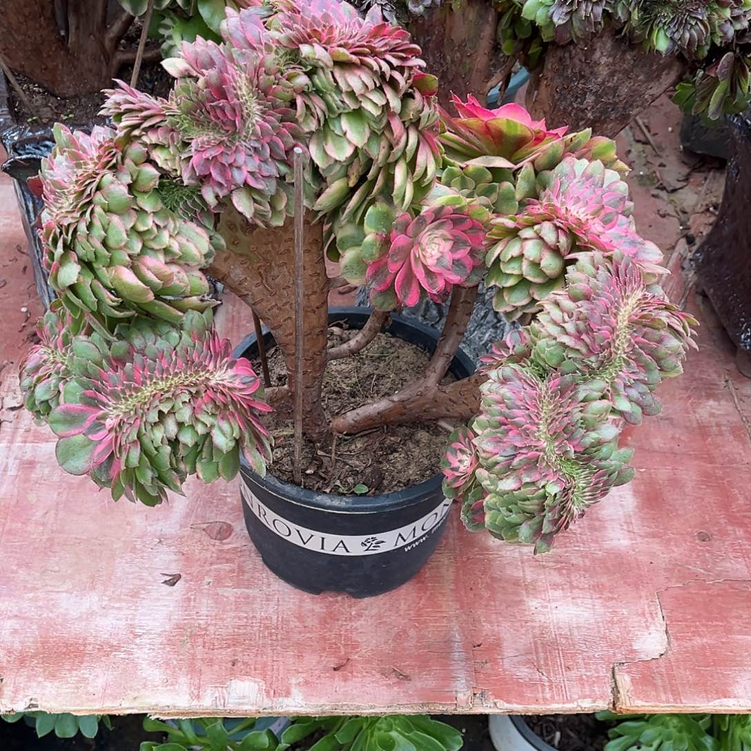 痴***亮荔枝缀化hhhhhhhhhhhhjh