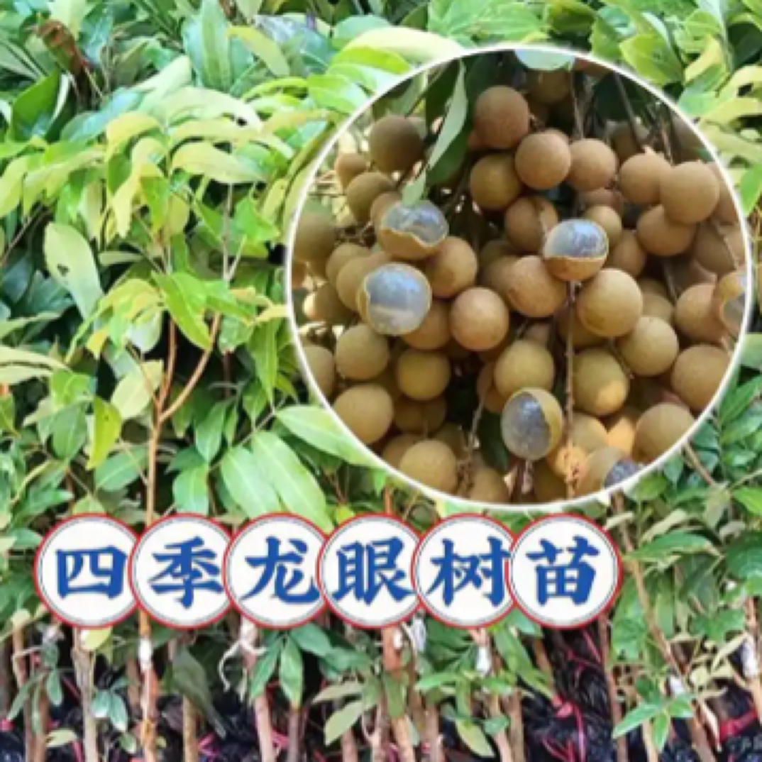 四季龙眼 皮薄肉厚 原土原杯发货