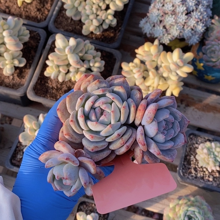 魔***光780号石榴紫一颗111