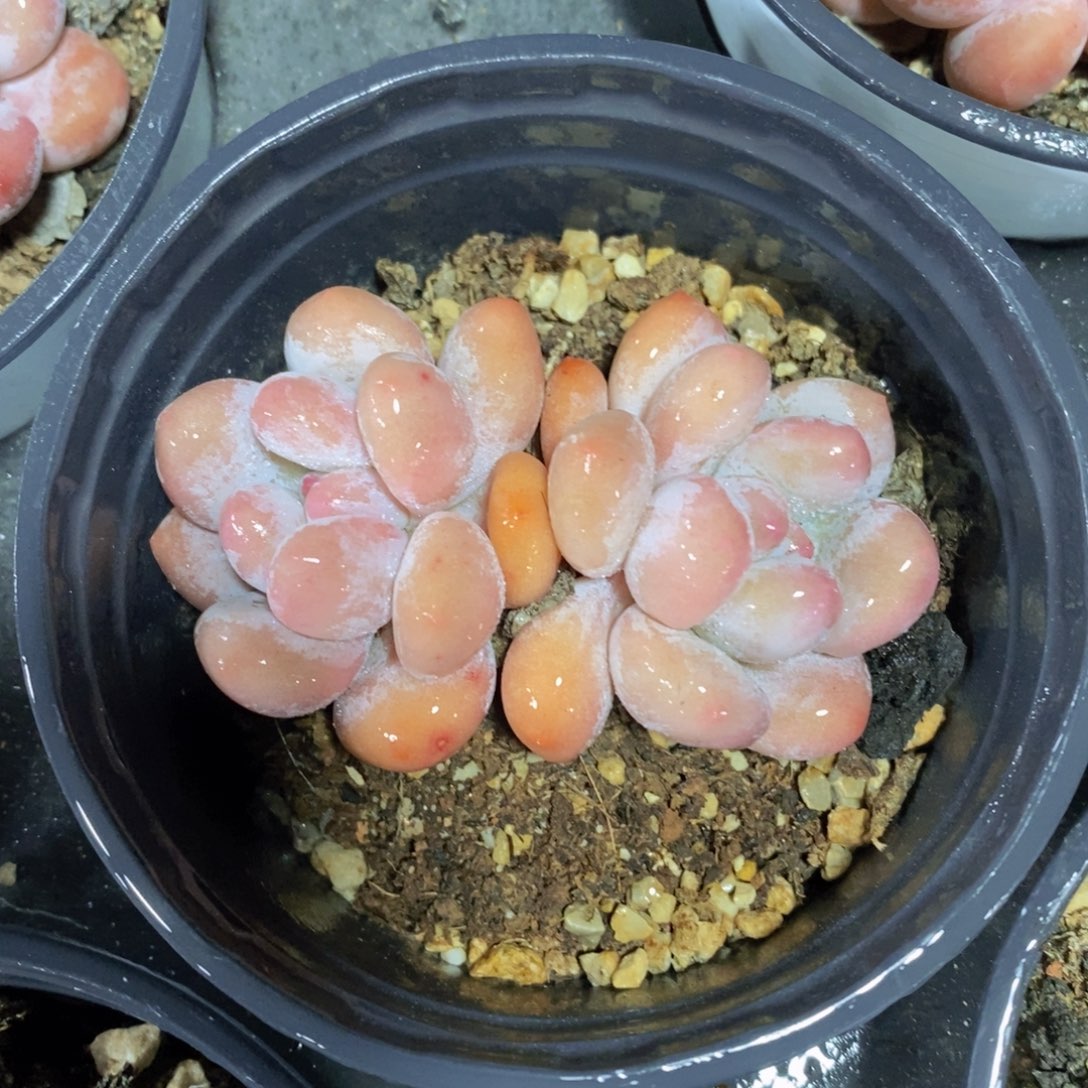 可问主播品种，下滑链接更多选择，一物一拍