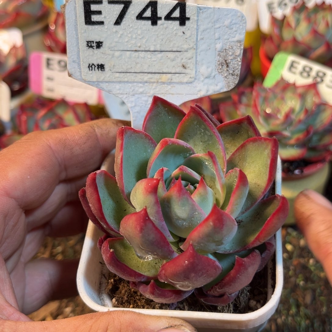 惊鸿一瞥744号多肉