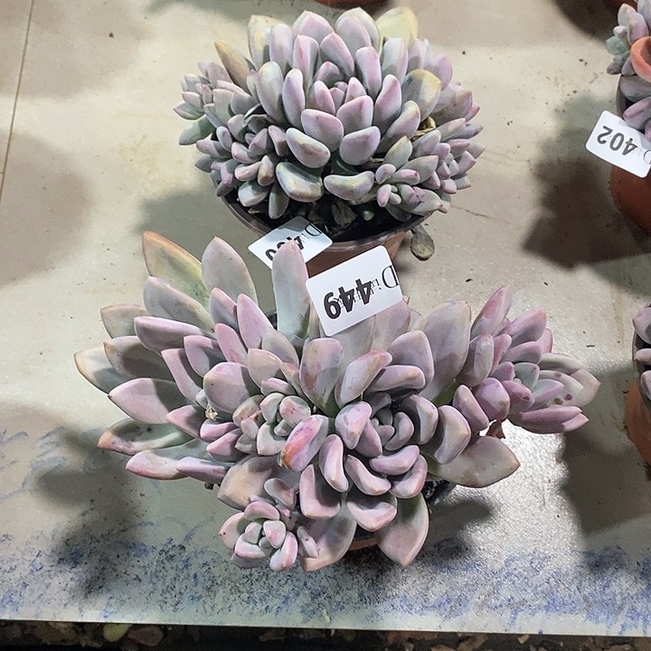 源****449.450奥普多肉植物2颗