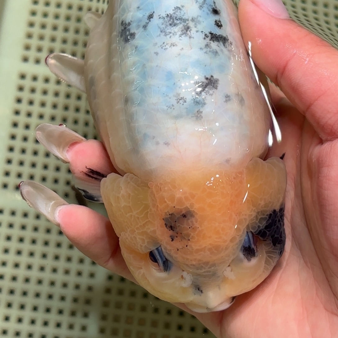 宗***选金鱼拍包装包邮不拍包装运费到付