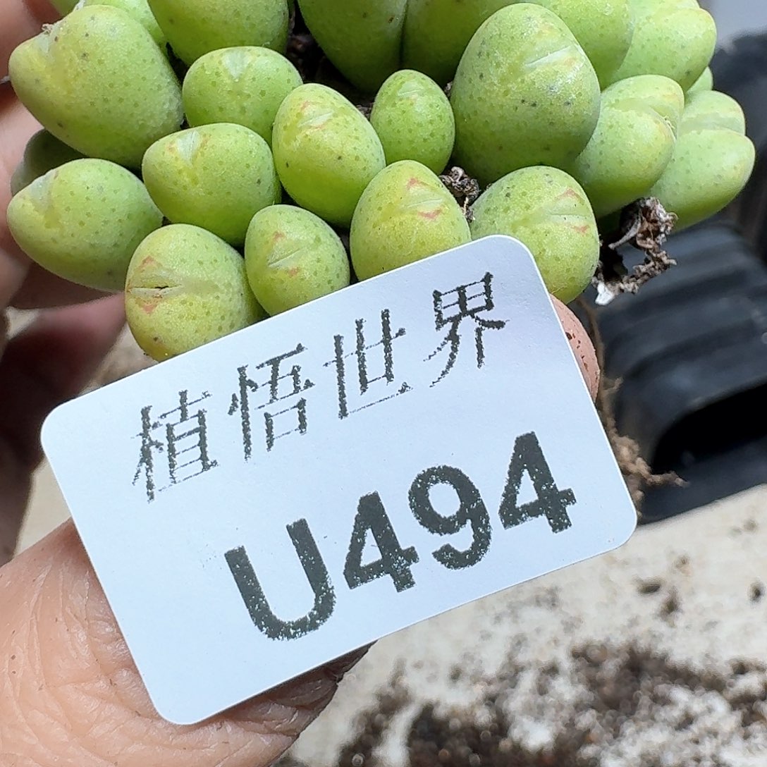 494号多肉植物区xv